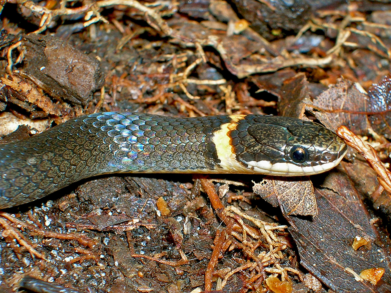 Diadophis punctatus