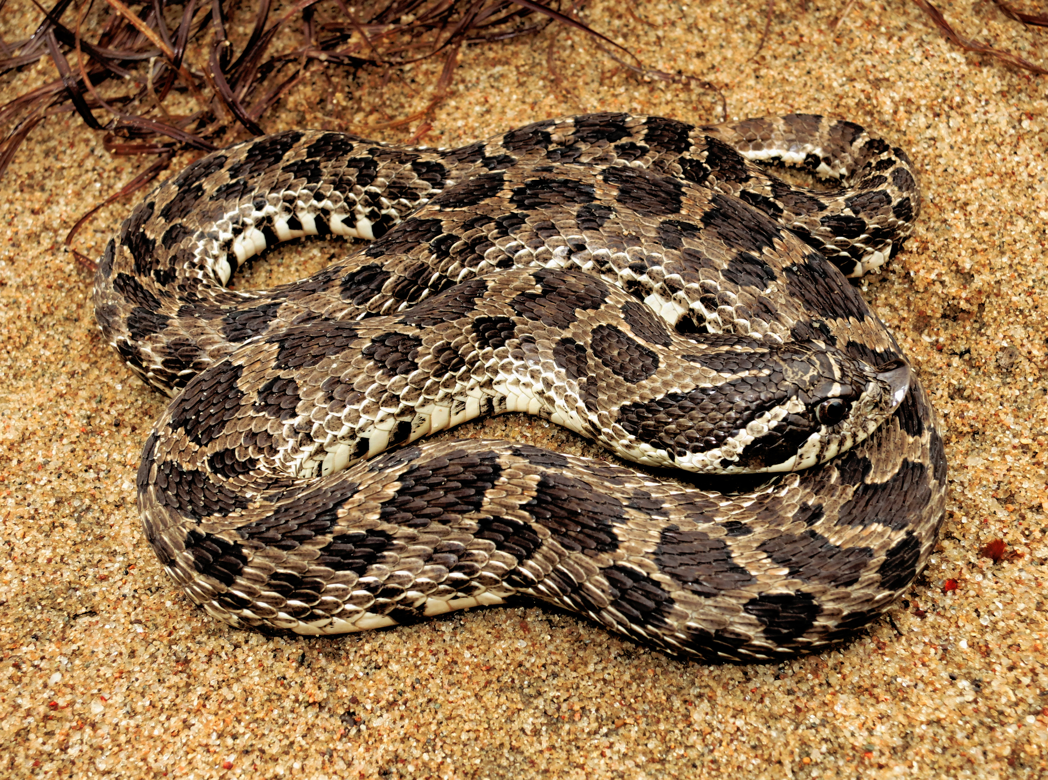 Hognose - Wikipedia