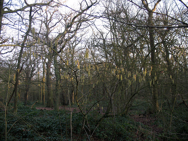 File:Early catkins in Oxleas Wood - geograph.org.uk - 1134207.jpg
