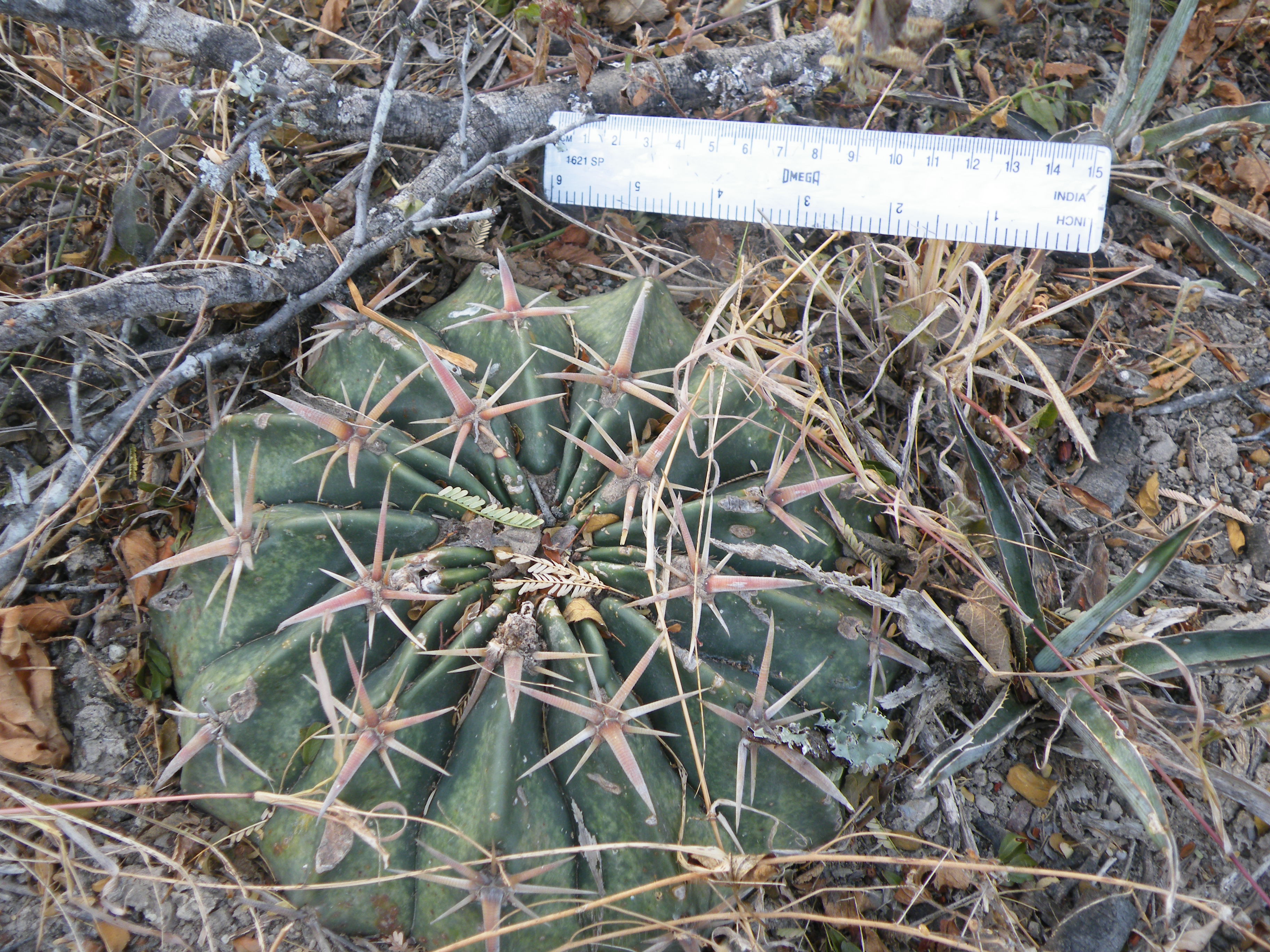 Echinocactus texensis (5686363288).jpg