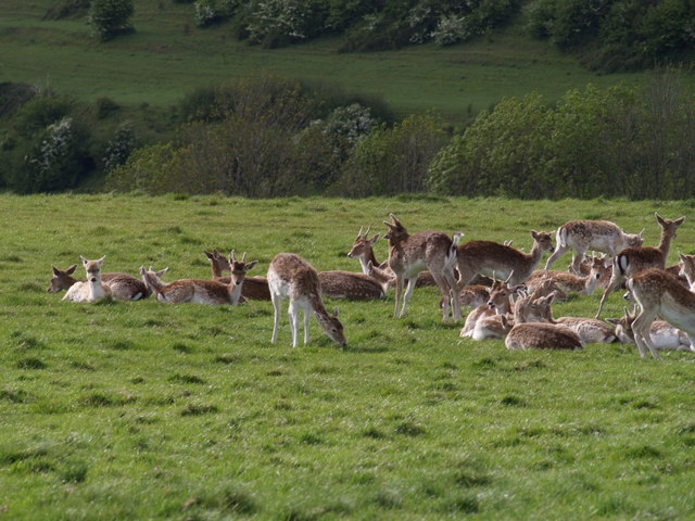 File:Fallow Deer at Dyrham - geograph.org.uk - 434651.jpg