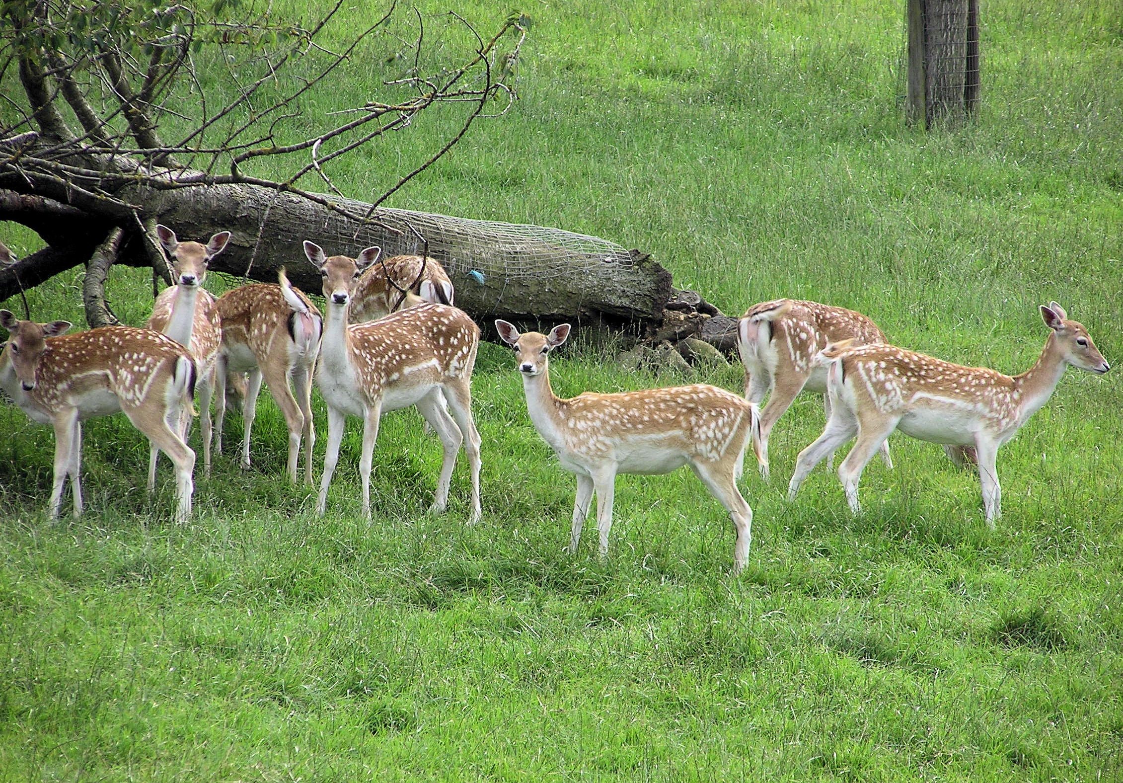 a group of deer is called