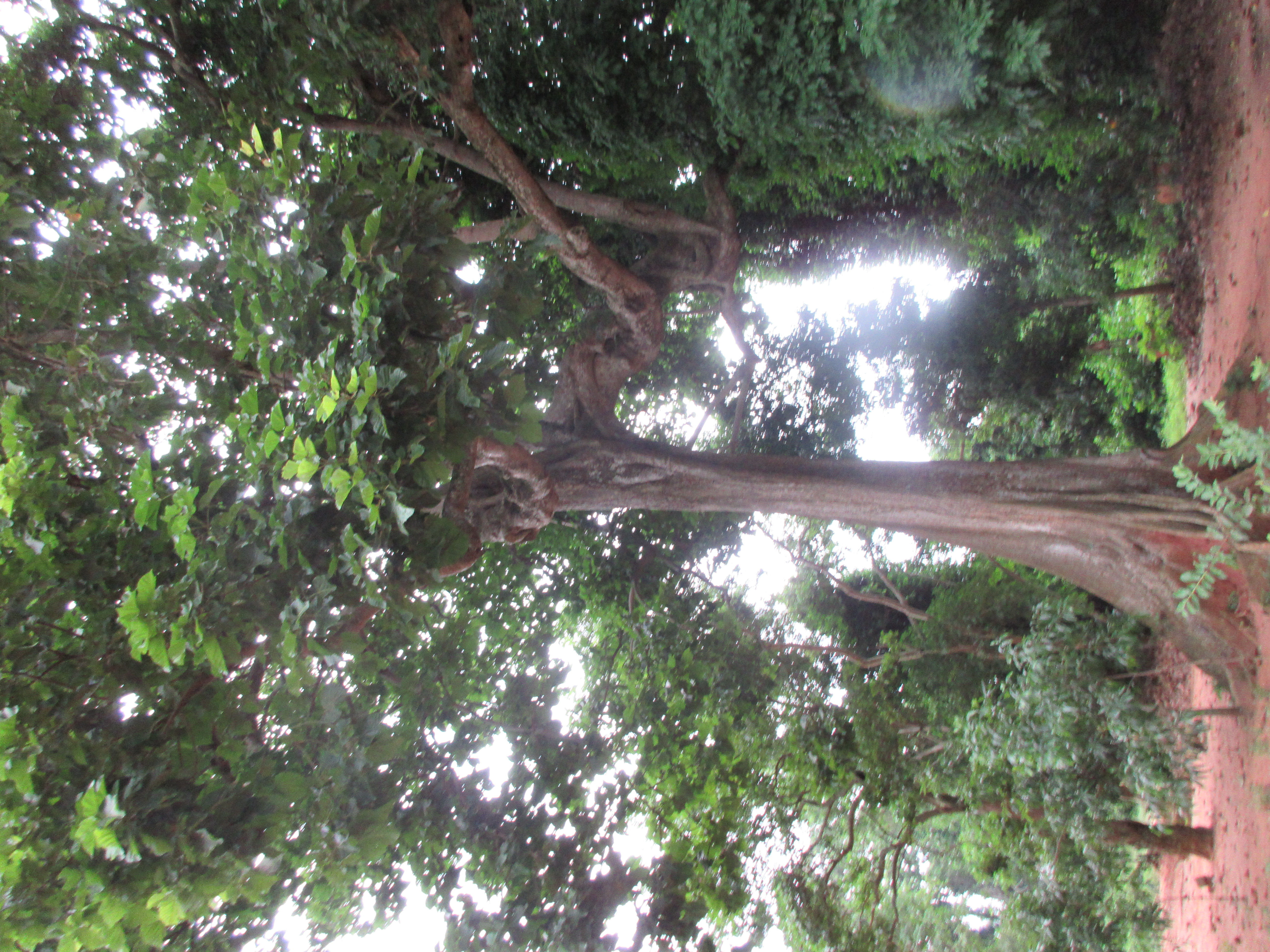 A quoi sert l'arbre à cames ? - Blog Oreca Store