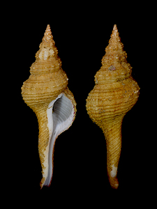 <i>Lyonsifusus ansatus</i> Species of mollusc