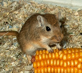 <i>Meriones</i> (rodent)