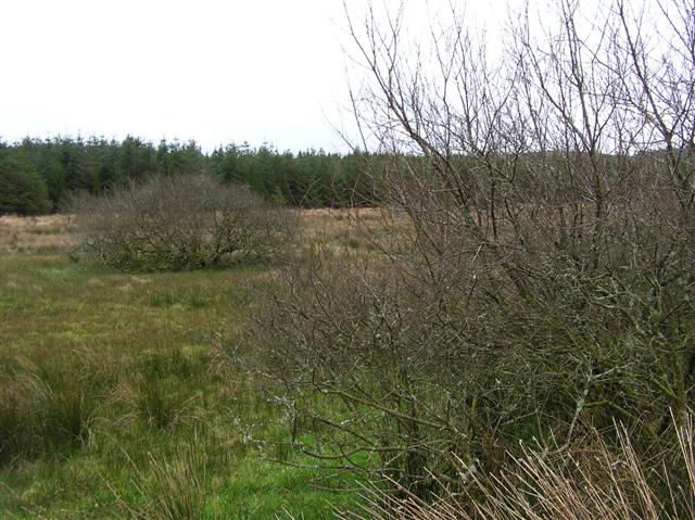 File:Golandun McHugh - geograph.org.uk - 698829.jpg