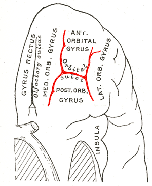 ファイル:Gray729 orbital sulcus.png