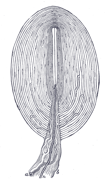 Corpuscule tactile : définition et explications