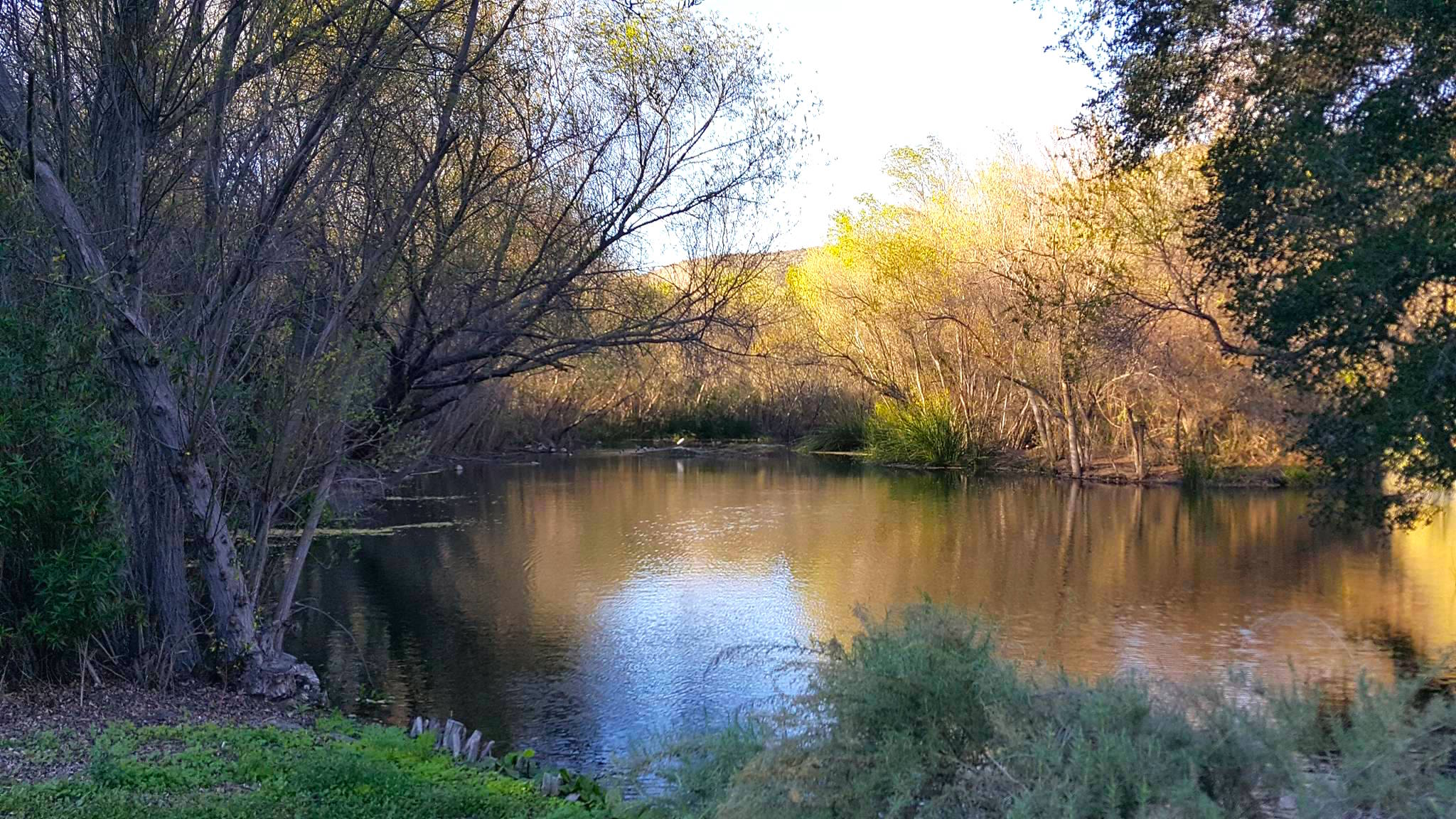 Constructed wetlands of the Hill Canyon Wastewater Treatment Plant'.