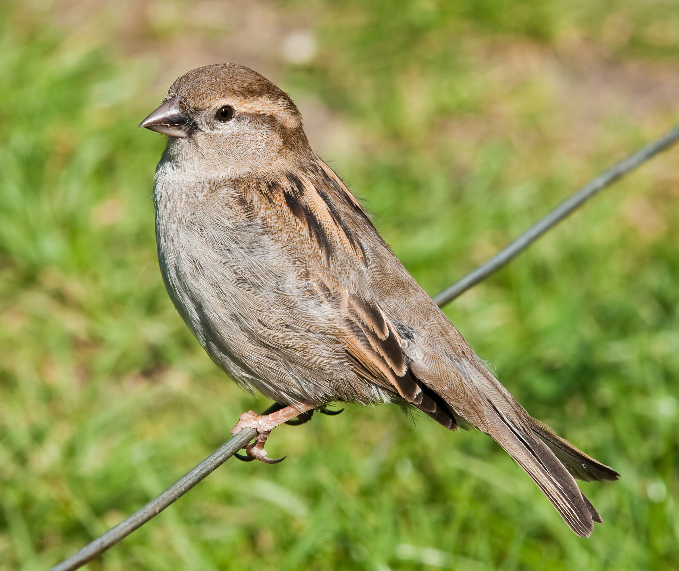 File House Sparrow England May 09 jpg Wikipedia