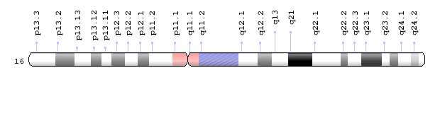 Human_chromosome_16_ideogram_from_GHR