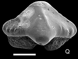 <i>Iberotrygon</i> Extinct genus of cartilaginous fishes