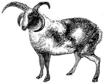 File:Jacob ram old.gif