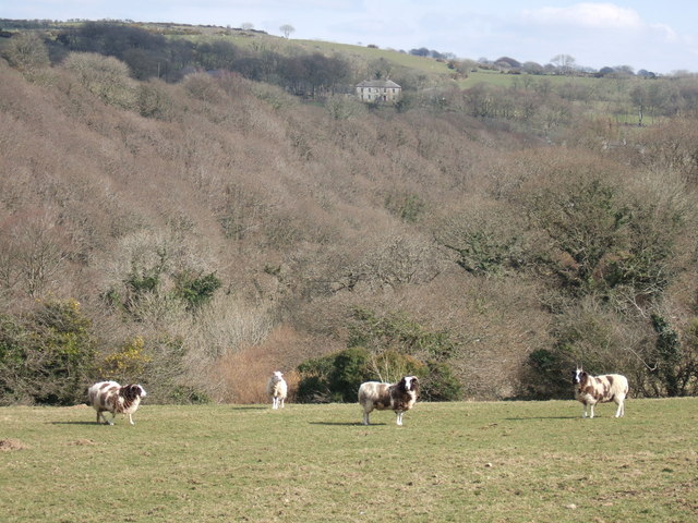 File:Jacobs sheep in Gwaun valley-Cwm Gwaun - geograph.org.uk - 209019.jpg