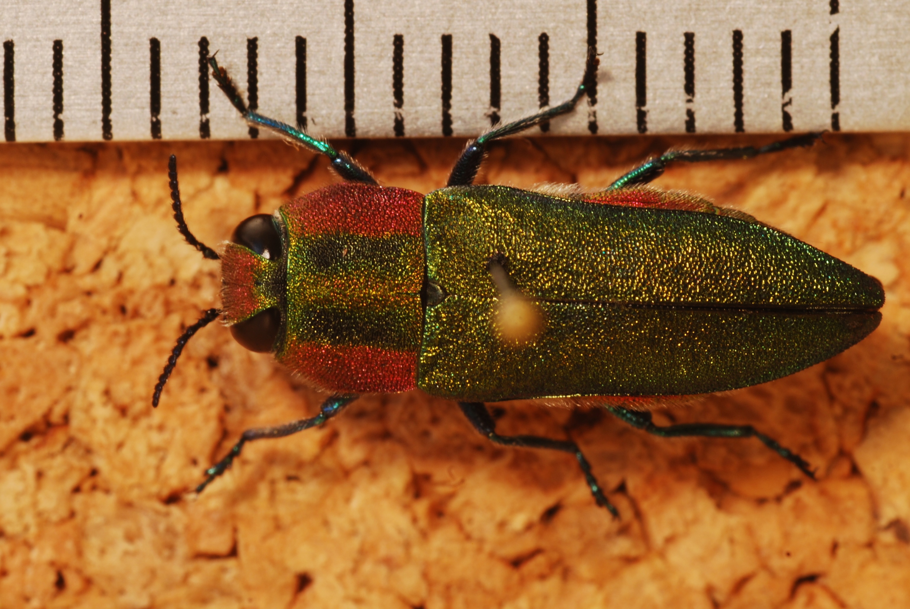 Jewel Beetle (Anthaxia hungarica) female (8284963168).jpg