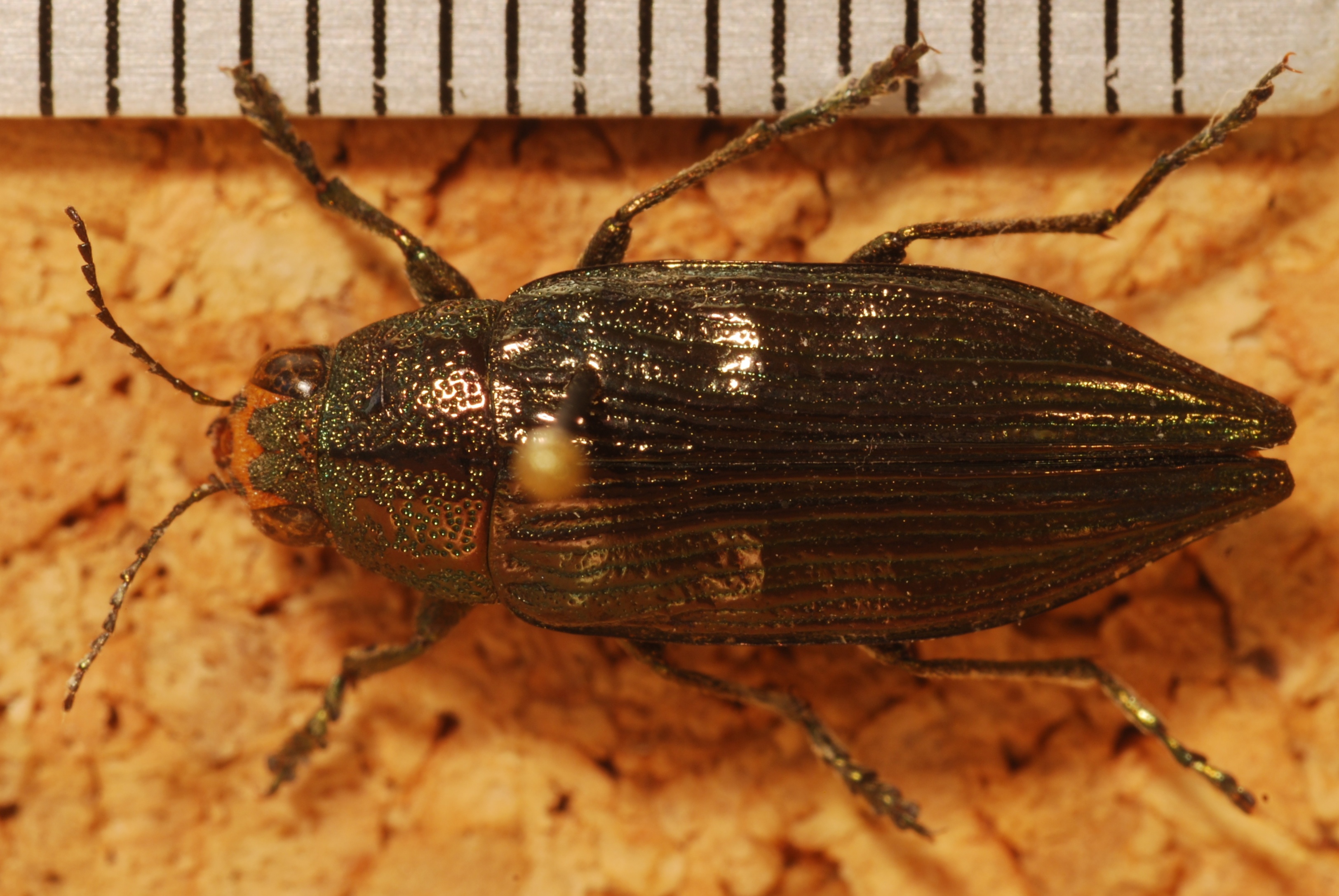 Jewel Beetle (Buprestis maculativentris) (8274041081).jpg