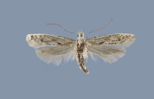 <i>Kessleria cottiensis</i> Species of moth