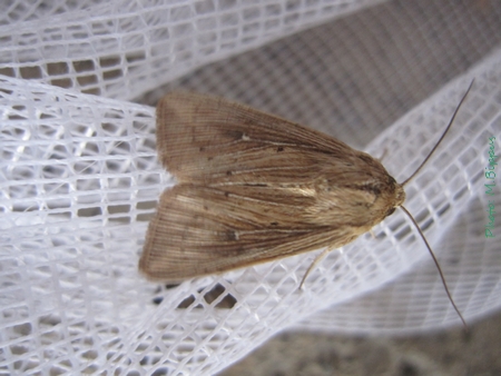 Leucania insulicola