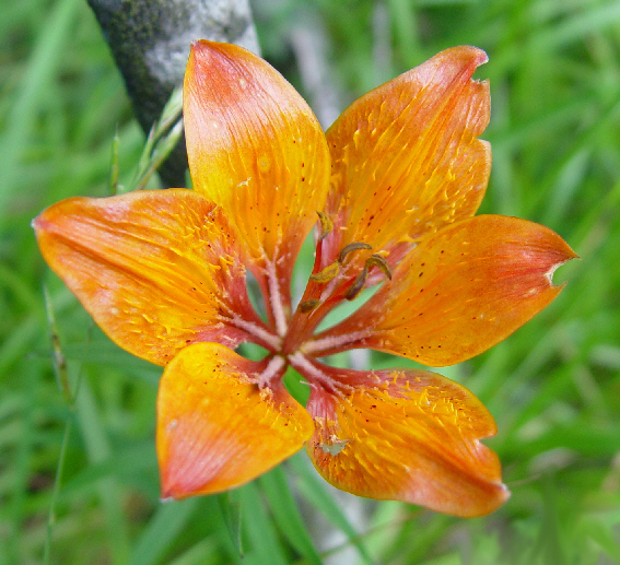 File:Liliumbulbiferumflowertop.jpg