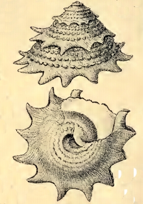 File:Lithopoma brevispina 001.jpg