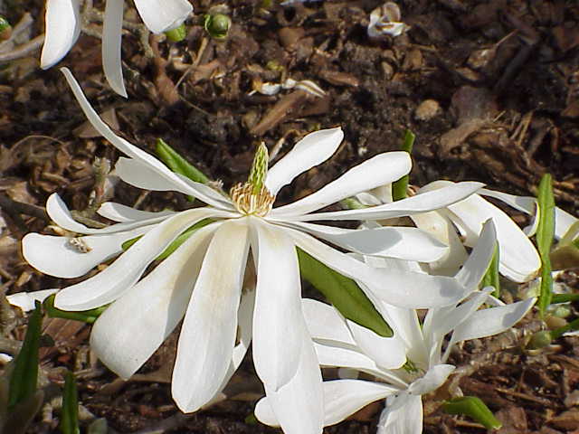 File:Magnolia stellata0.jpg