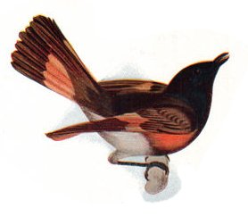 File:NSRW Setophaga ruticilla.jpg