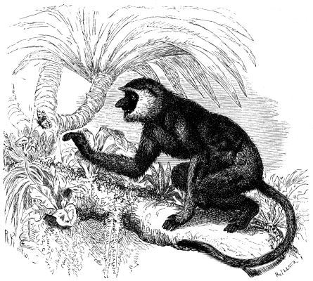 File:Nasenaffe semnopithecus-nasalis.png