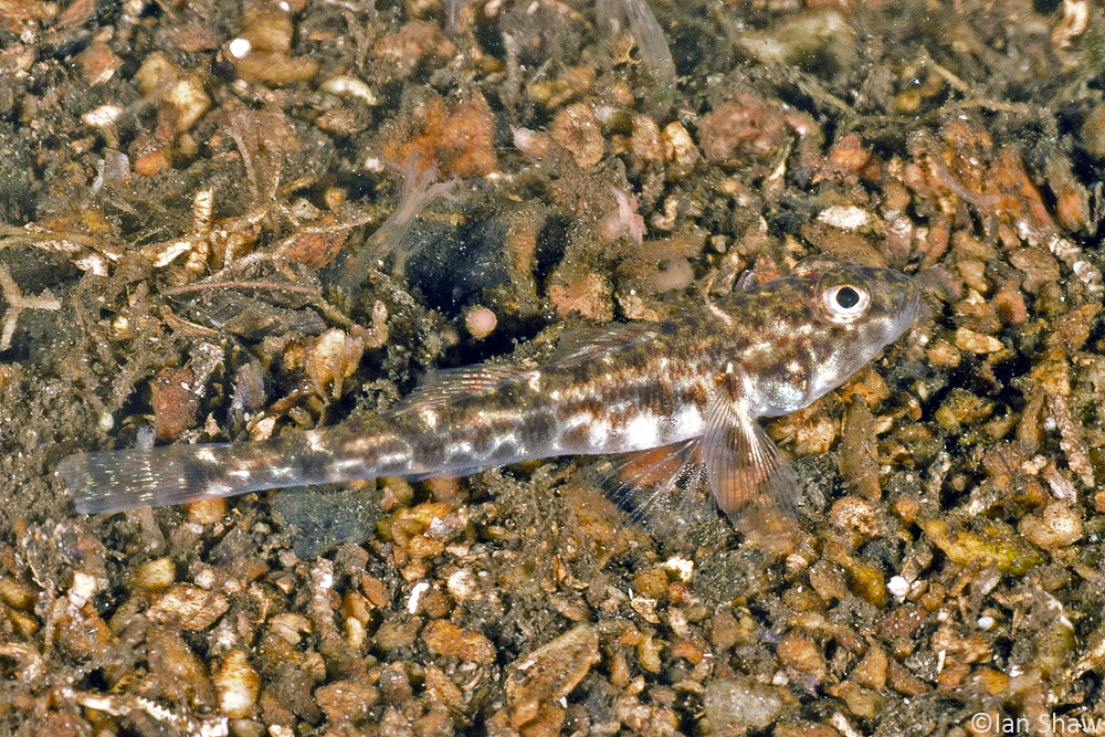 <i>Nesogobius</i> genus of fishes