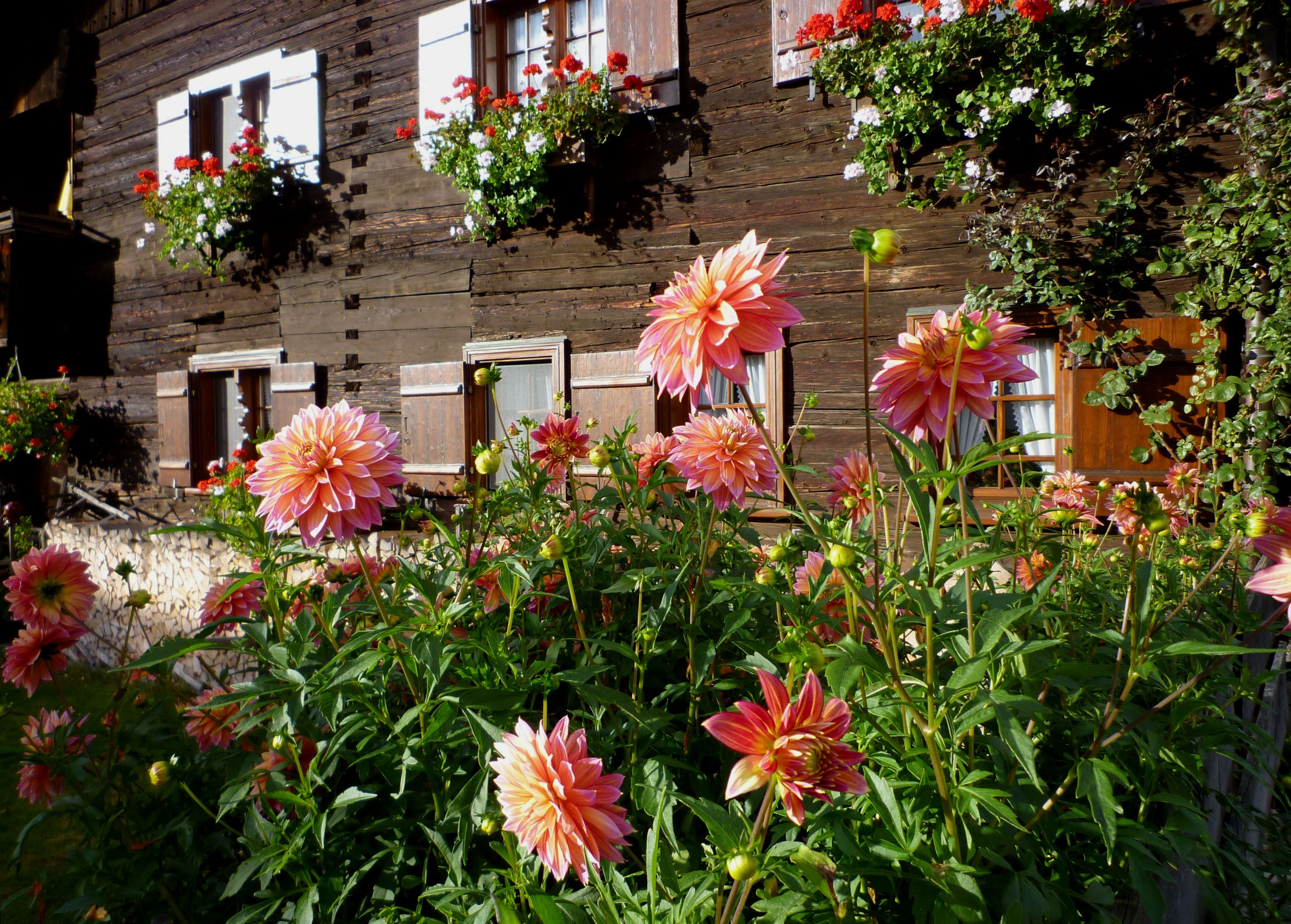 File Oberstdorf Historisches Holzhaus Dahlien Im Garten Jpg