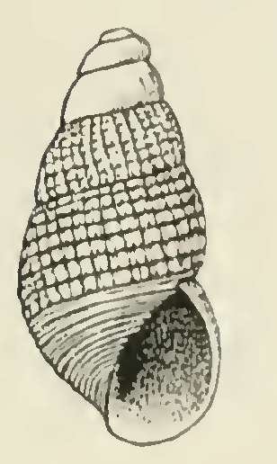 <i>Odostomia thalia</i> Species of gastropod