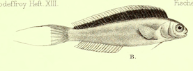 Omobranchus punctatus.png