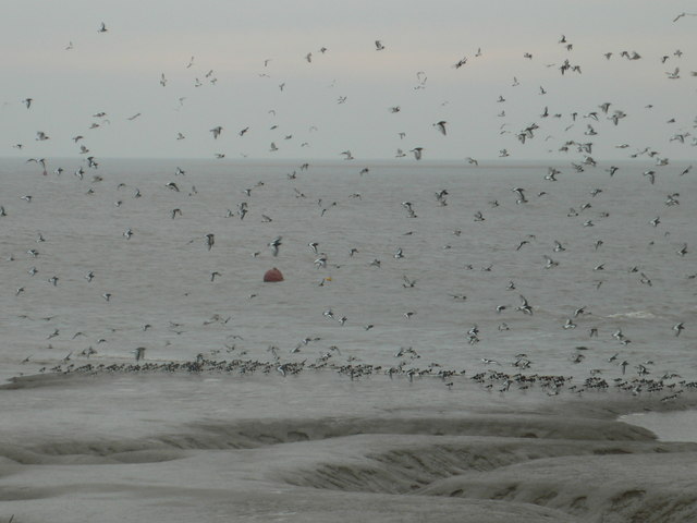 File:Oystercatchers - geograph.org.uk - 1144739.jpg