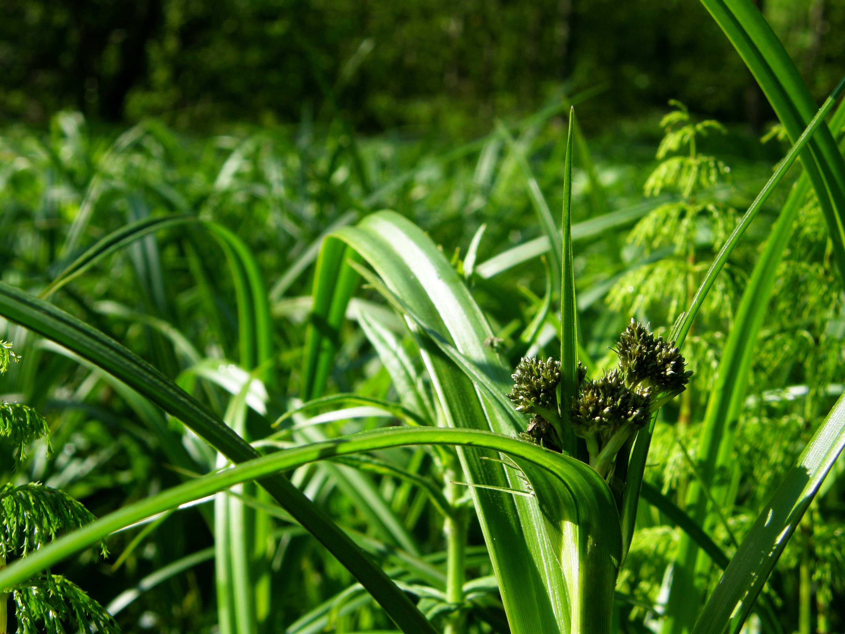 Камыш Лесной Scirpus sylvaticus