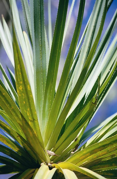 Pandanus spec. Kakadu National Park Pandanus Tree.jpg