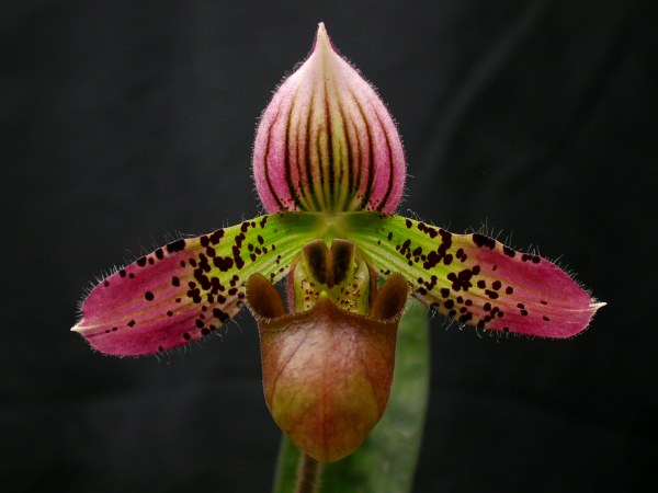 File:Paphiopedilum acmodontum.jpg