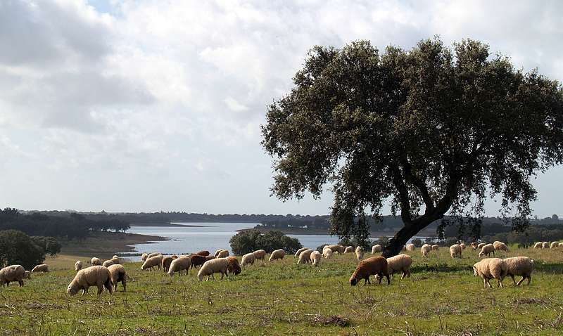 File:Paysage dAlentejo (407748130).jpg