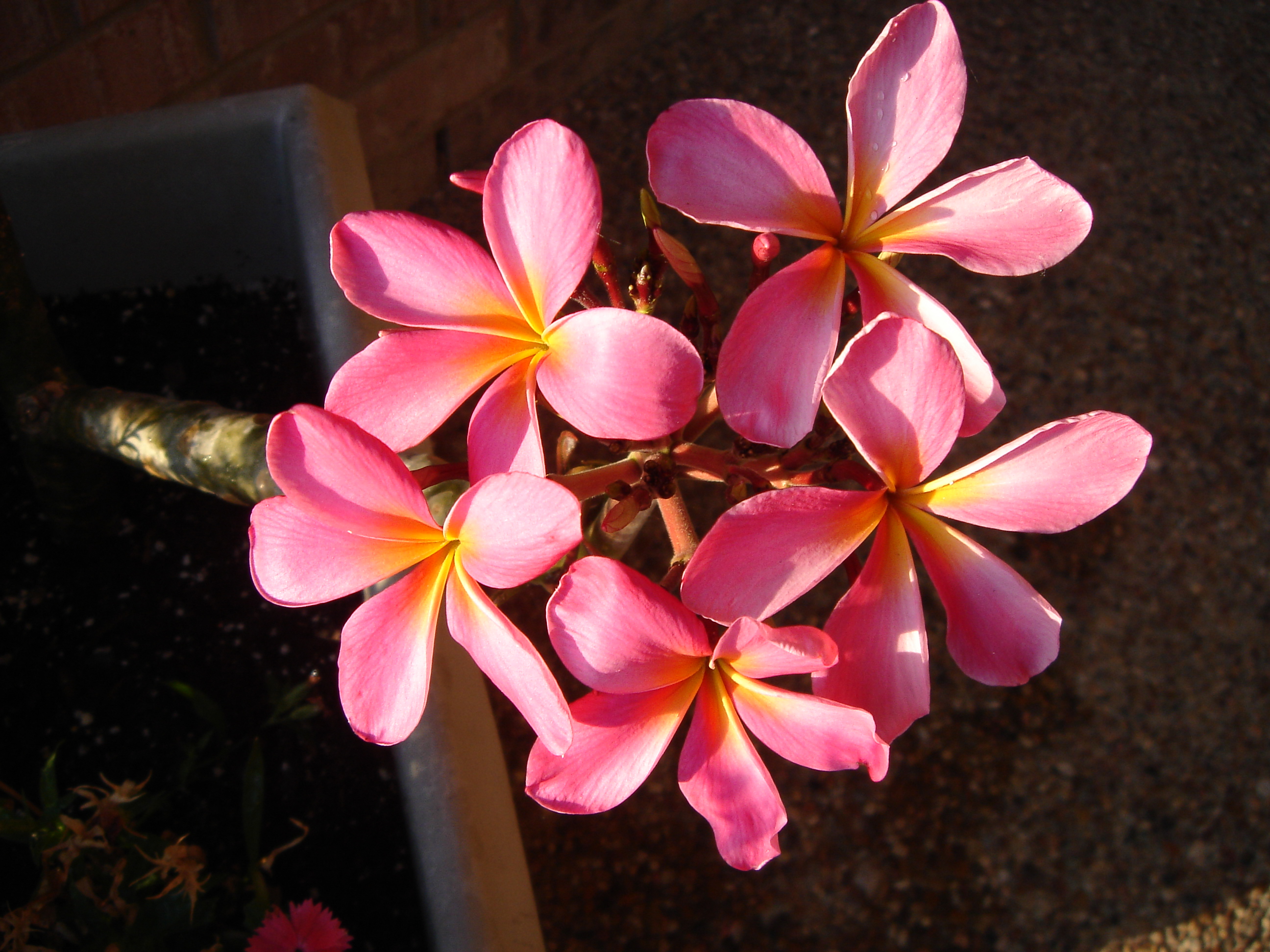 Plumeria