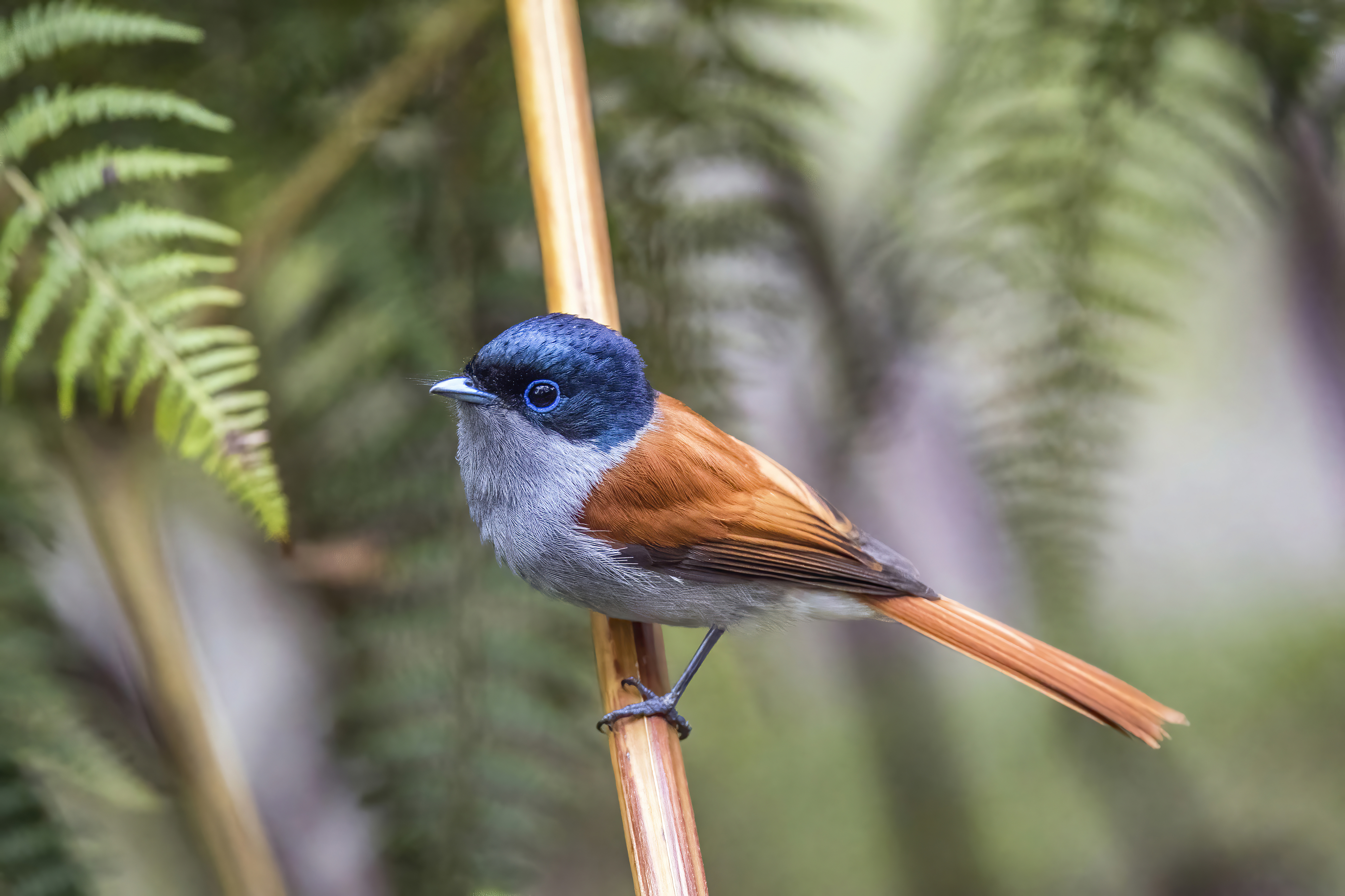 https://upload.wikimedia.org/wikipedia/commons/5/52/R%C3%A9union_paradise_flycatcher_%28Terpsiphone_bourbonnensis_bourbonnensis%29_male.jpg