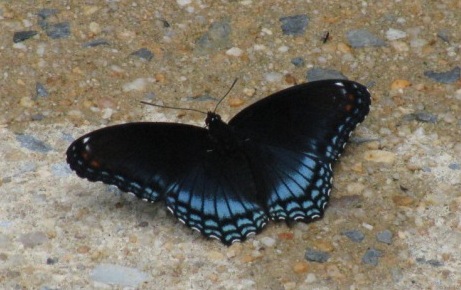 File:Red-spotted purple.jpg