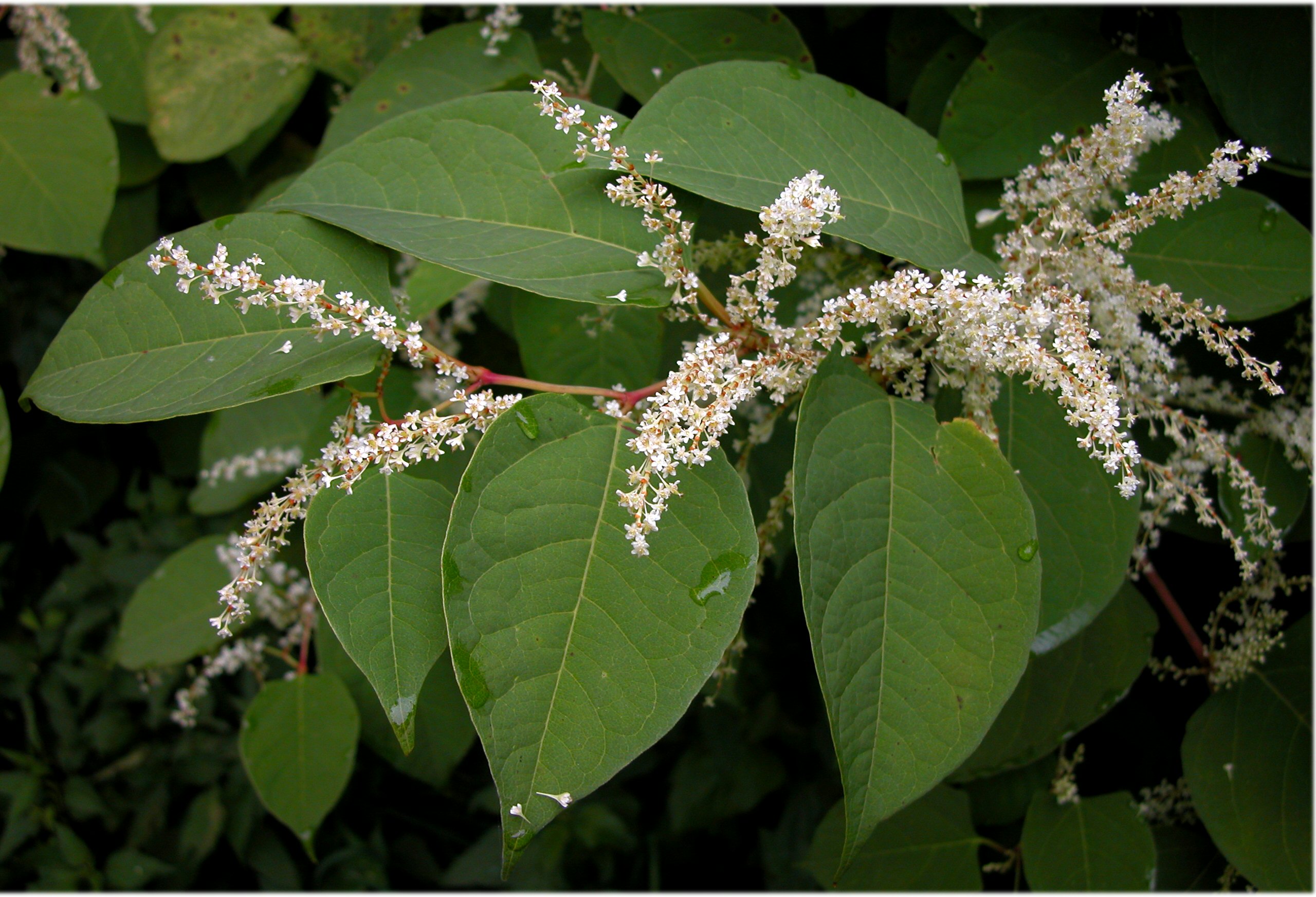 Japonica. Reynoutria japonica. Рейнутрия японская Fallopia japonica. Горец японский (Рейнутрия). Гречишник Горец японский.