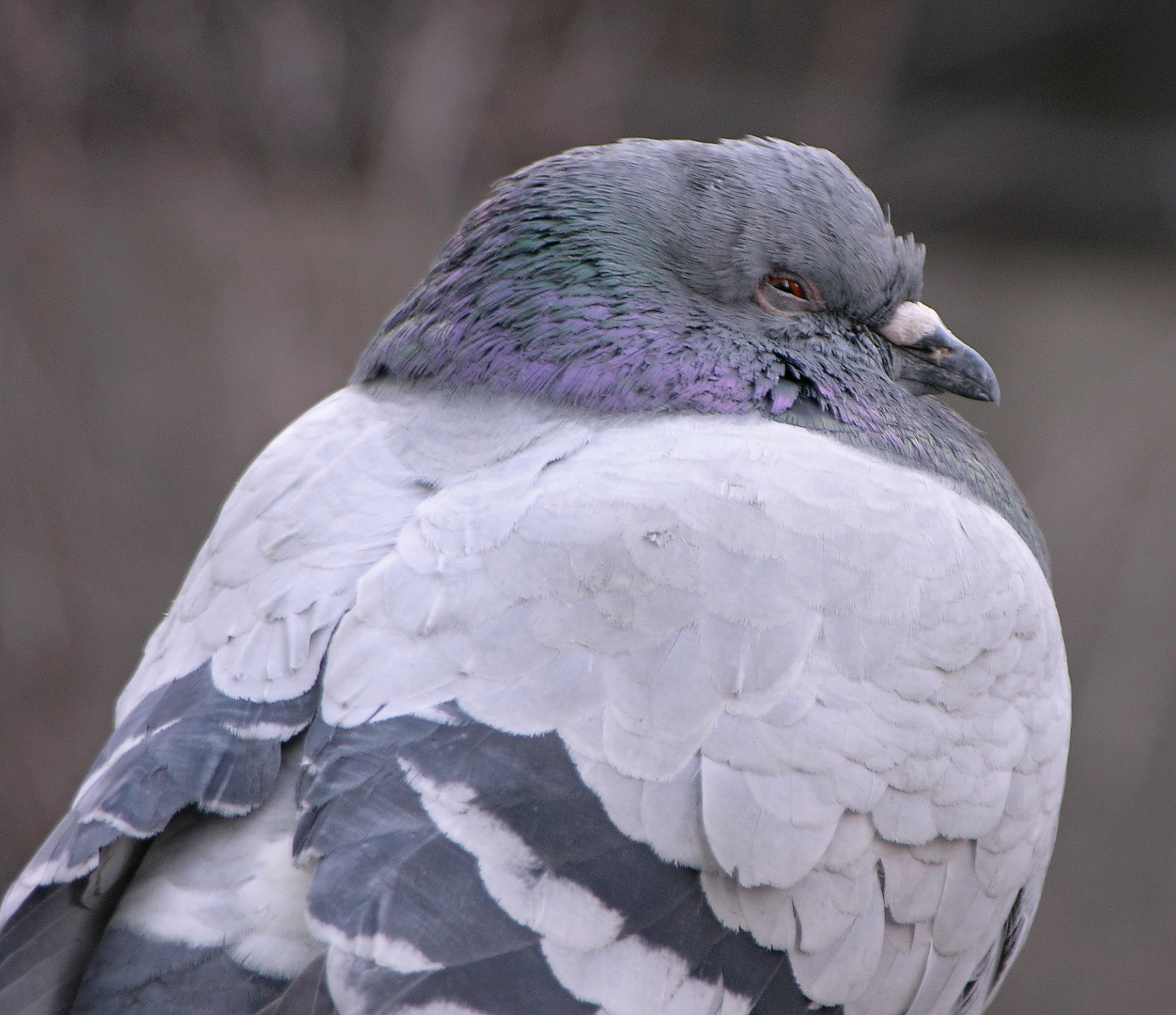 Rock Pigeon Columba livia Sleepy 2200px.jpg