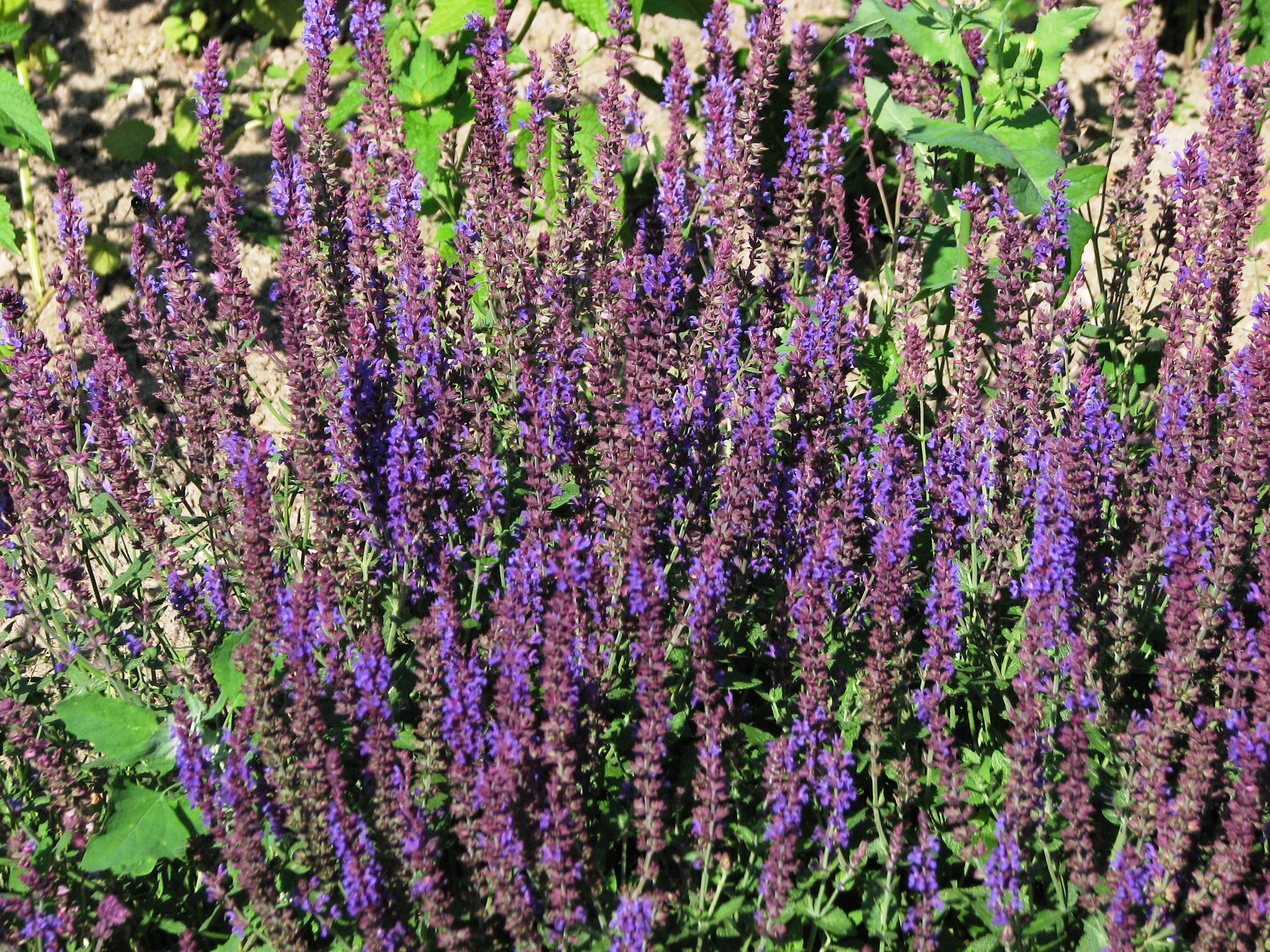 Salvia nemorosa Ostfriesland