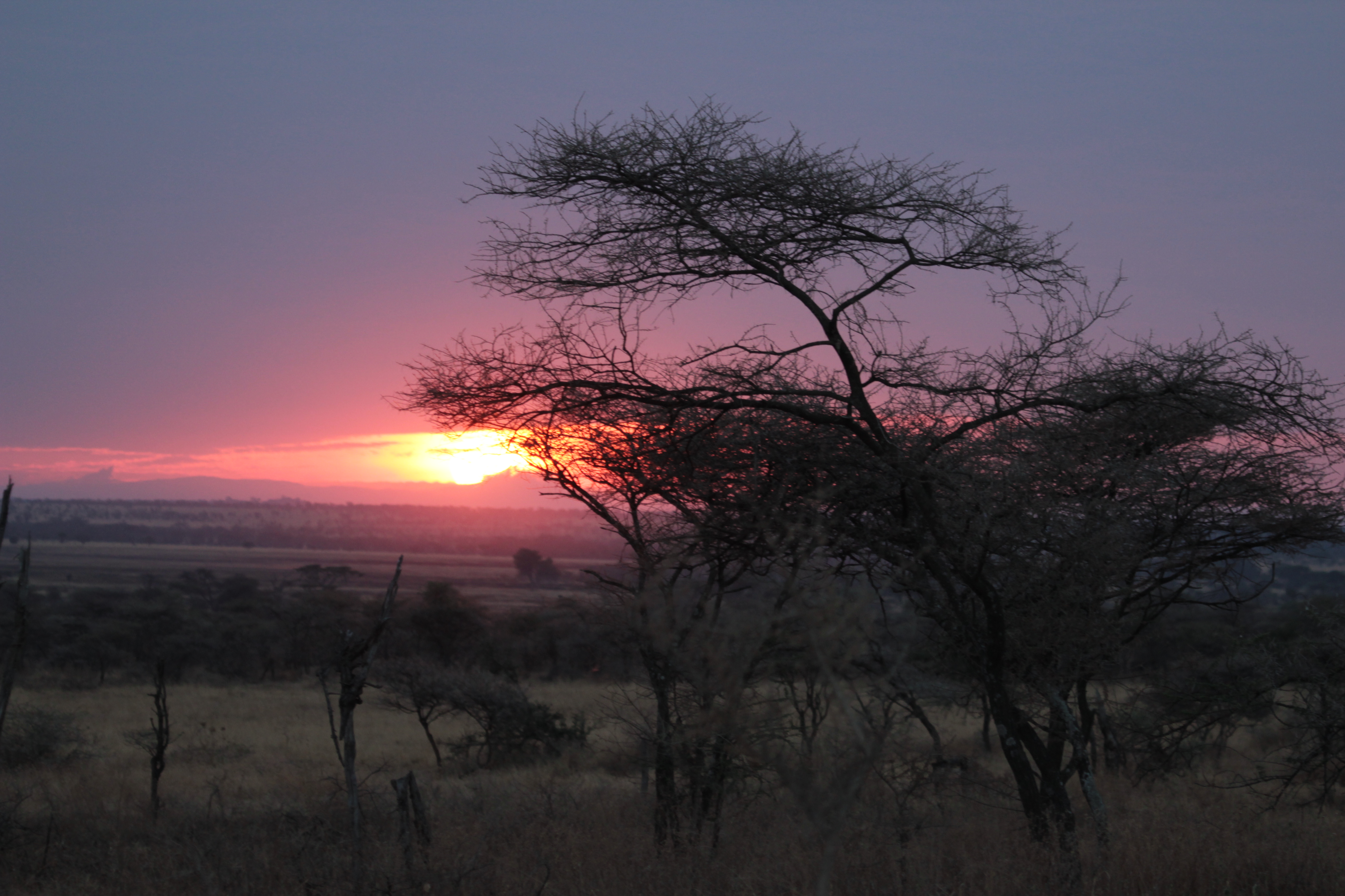 Саванной восточной африки. Саванна Серенгети Танзания. Национальный парк Серенгети, Танзания закат. Парк Серенгети в Танзании природа. Парк Серенгети в Танзании климат.