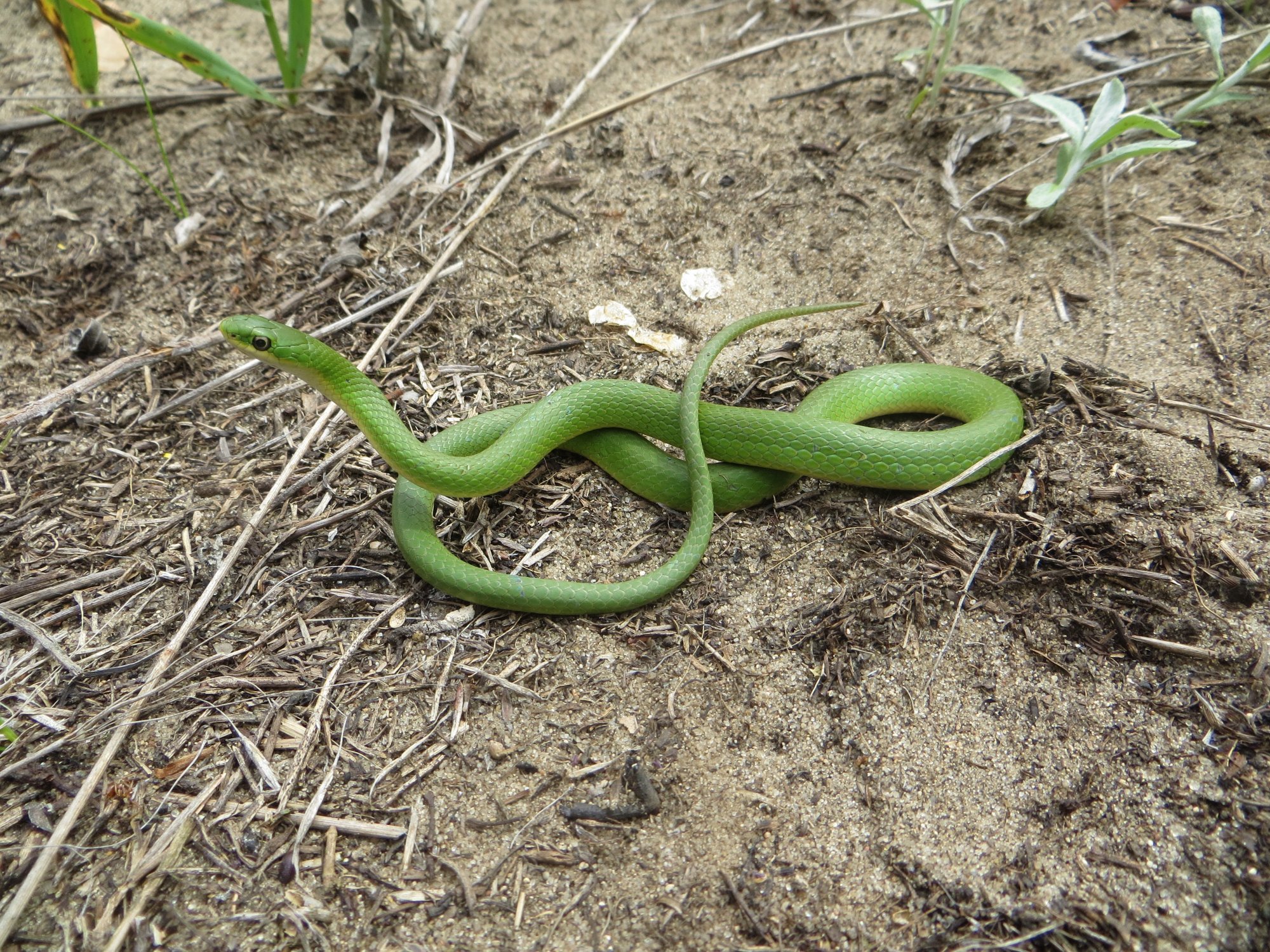 Smooth green snake - Wikipedia