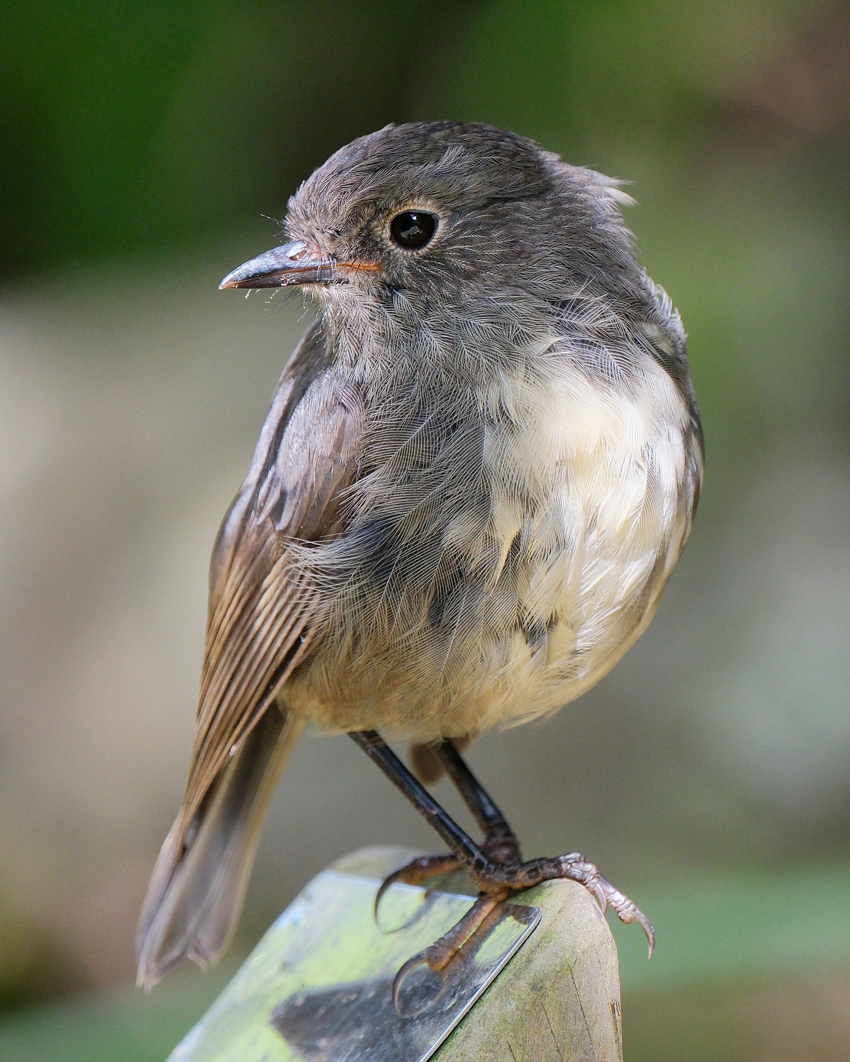 American robin - Wikipedia