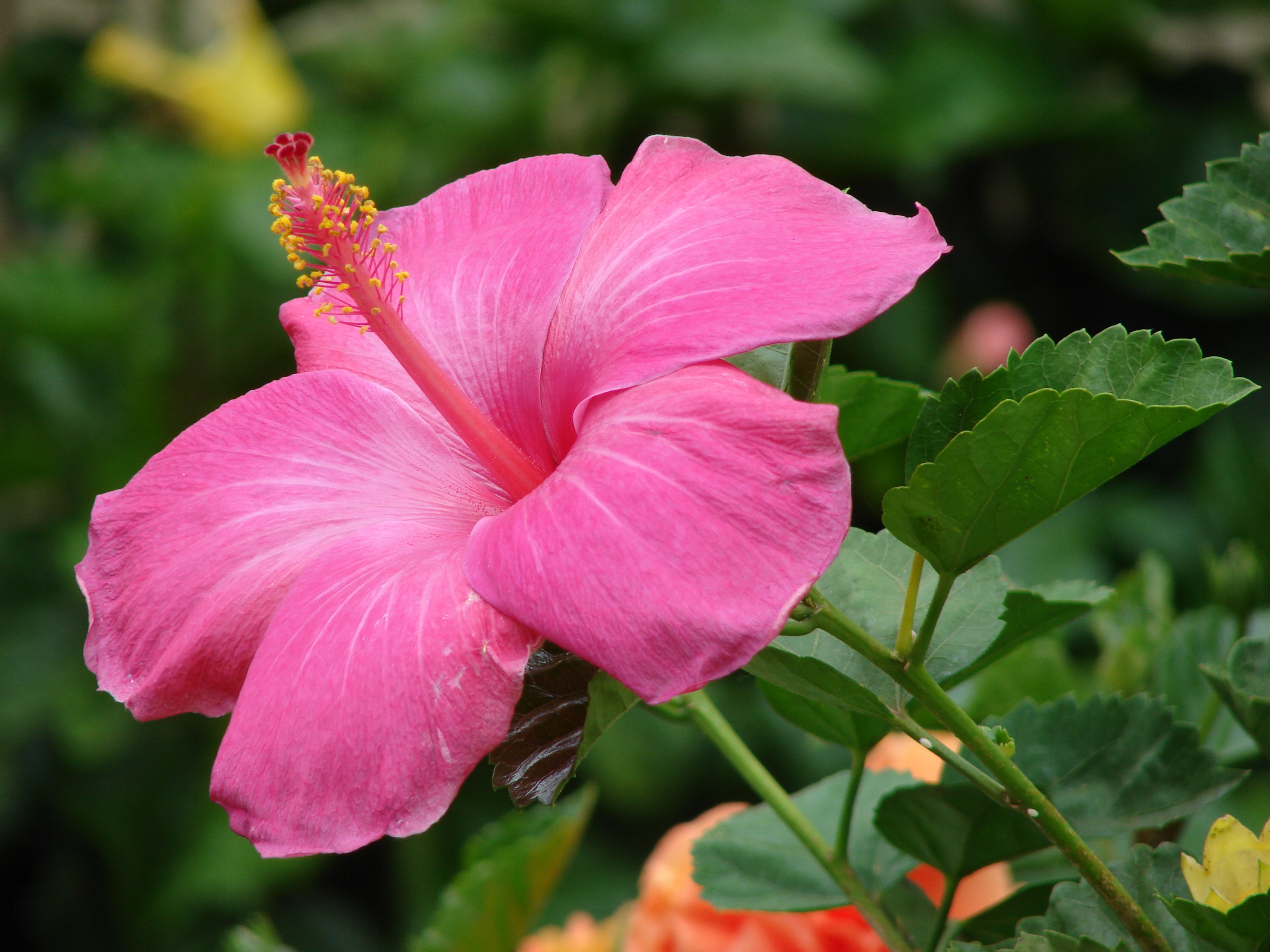 Зовут цветов. Hibiscus Rosa sinensis l. Hibiscus Flower. Гибискус латынь. Гибискус китайский в природе.