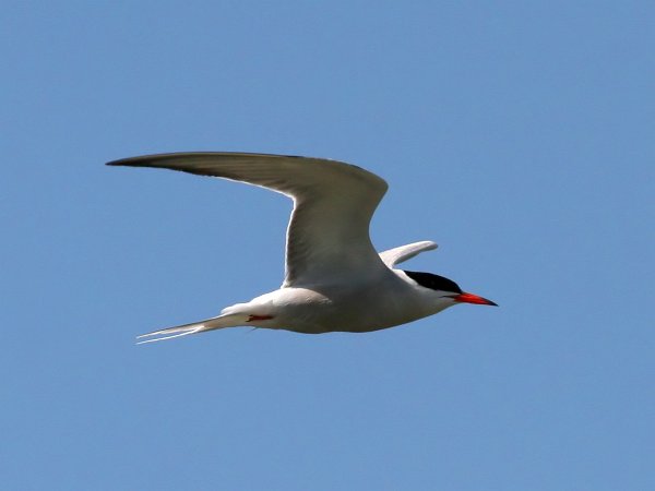 File:Tern (Sterna hirundo) (18).jpg