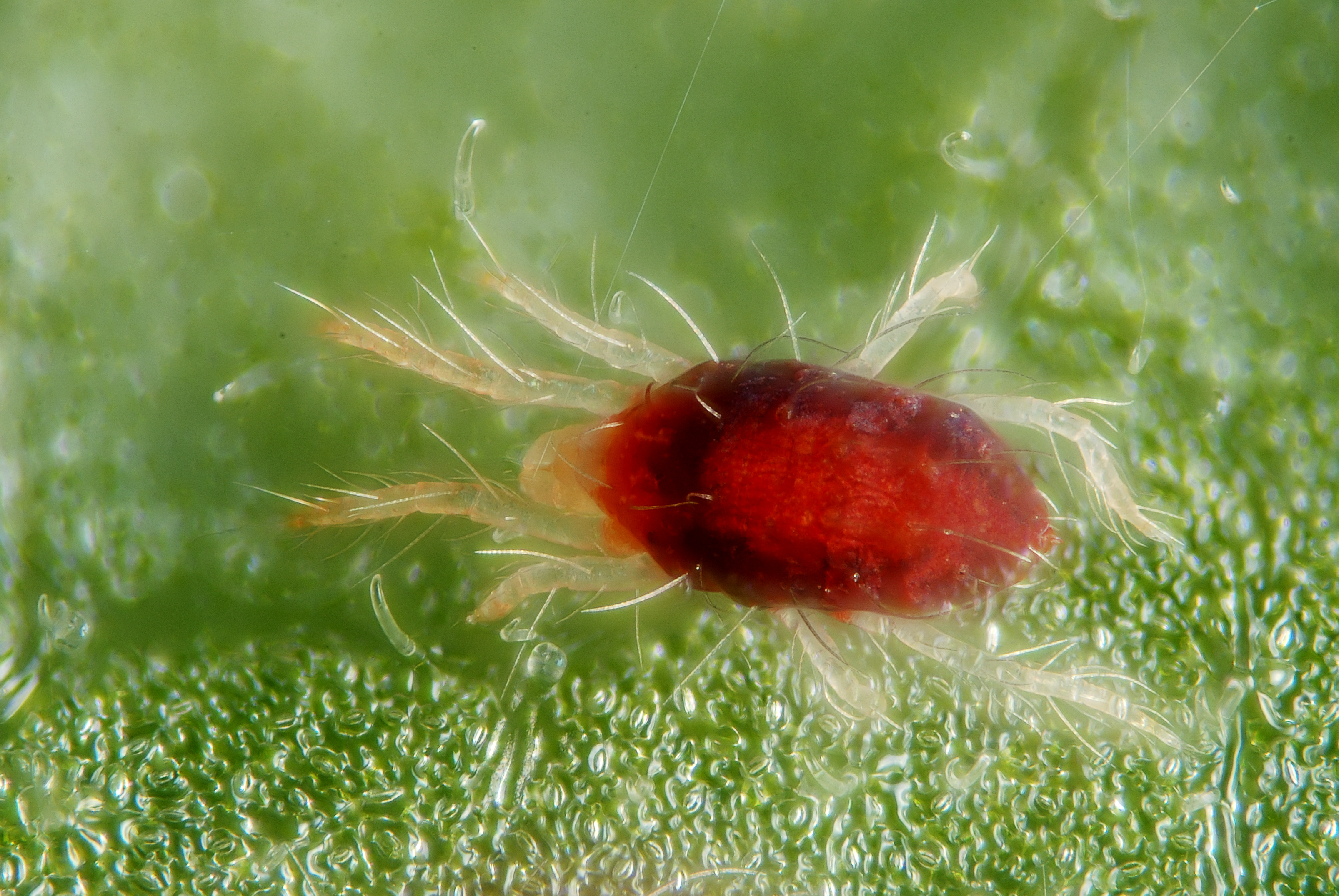 red spider mites on tomato plants