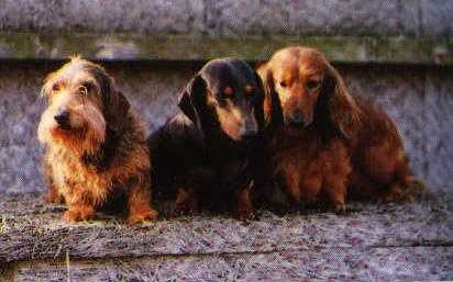 Dachshund - Wikimedia Commons