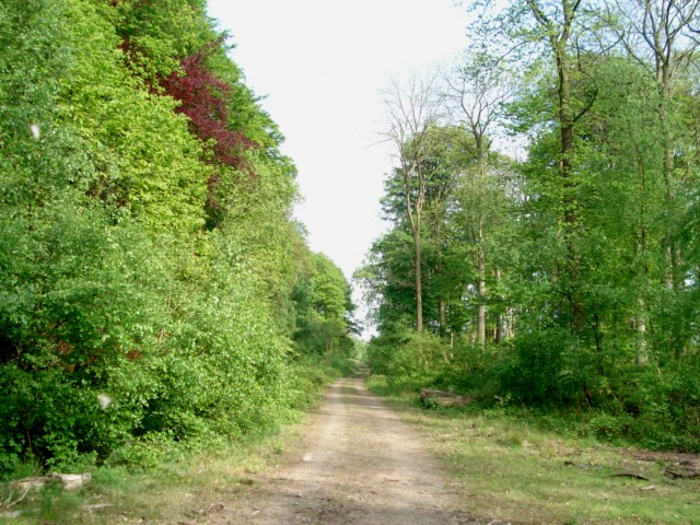File:Track on Dinmore Hill - geograph.org.uk - 468988.jpg